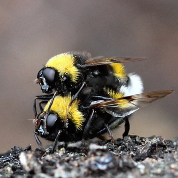 21st May 2014 Epping Forest Copyright: Jeremy Richardson