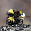 21st May 2014 Epping Forest Copyright: Jeremy Richardson