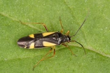 Dryophilocoris flavoquadrimaculatus Copyright: Peter Harvey