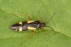 Dryophilocoris flavoquadrimaculatus