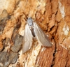 Acentria ephemerella Copyright: Ben Sale