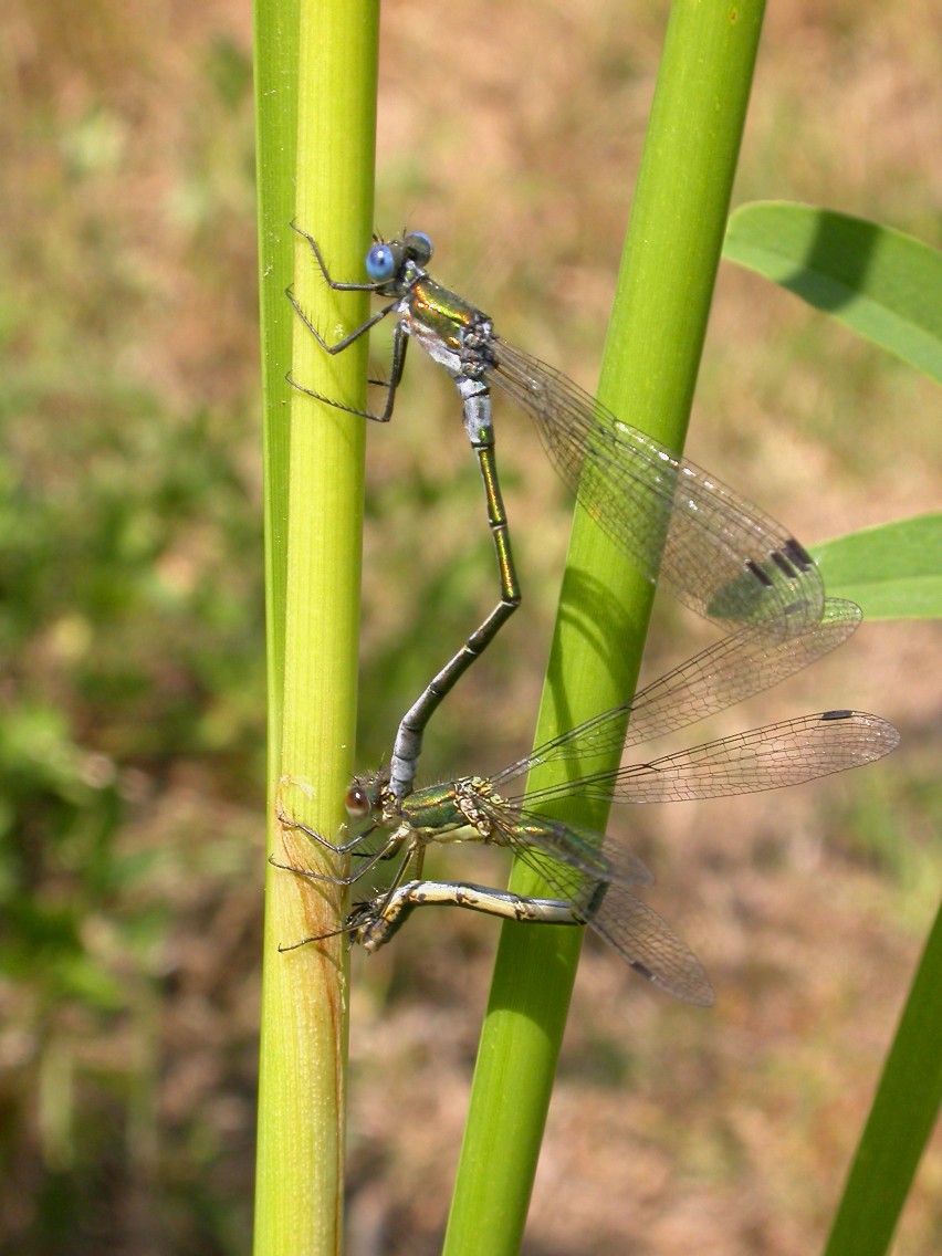 Emerald Damselfly (Lestes sponsa) Copyright: Malcolm Riddler