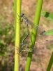 Emerald Damselfly (Lestes sponsa)  