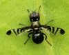 Rivellia syngenesiae