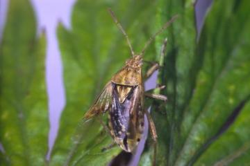 Stictopleurus abutilon