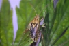 Stictopleurus abutilon 