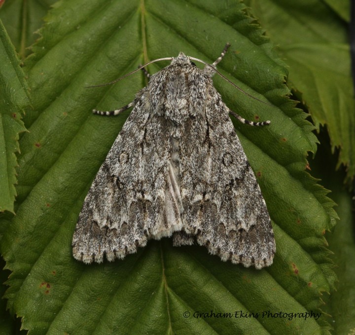 Acronicta aceris  Sycamore 7 Copyright: Graham Ekins