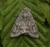 Acronicta aceris  Sycamore 7