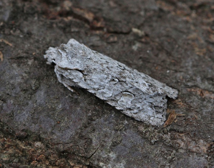 Grey-shoulder Knot  Lithophane ornitopus 2 Copyright: Graham Ekins