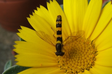 Hoverfly Sphaerophoria scripta Copyright: Peter Pearson