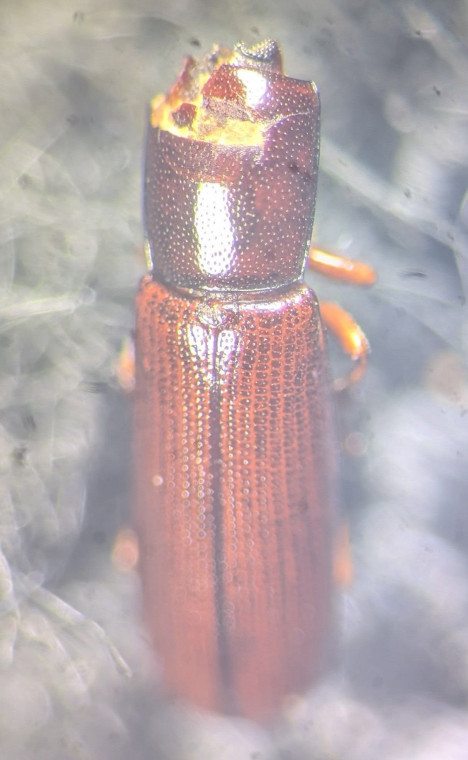 Corticeus unicolor Copyright: Robert Smith