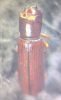 Corticeus unicolor