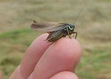 Long-winged Roesel's Bush-cricket Copyright: Brian Ecott
