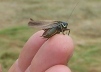 Long-winged Roesel's Bush-cricket 
