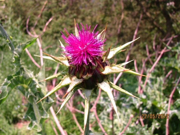 Milk Thistle Copyright: Graham Smith