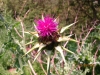 Milk Thistle 