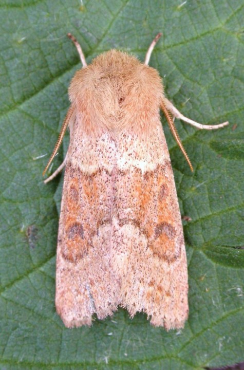 Blossom Underwing Copyright: Tim Green