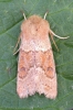 Blossom Underwing