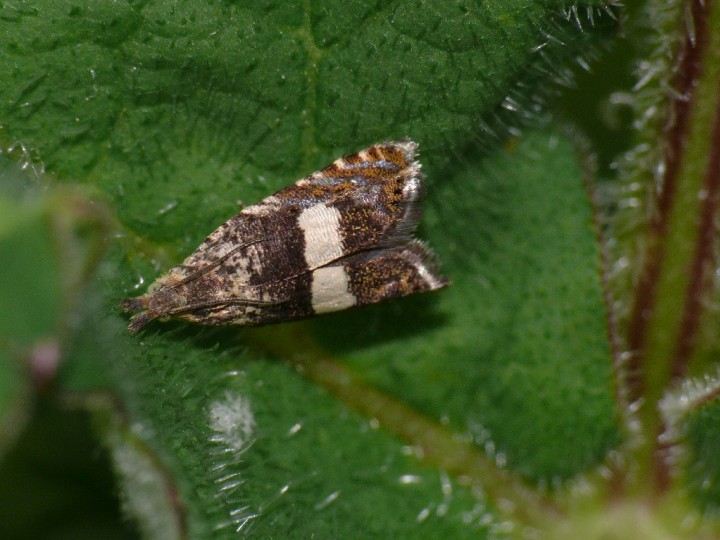 Dichrorampha sequana Copyright: Peter Furze