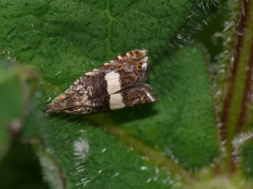 Dichrorampha sequana Copyright: Peter Furze