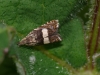 Dichrorampha sequana