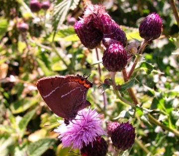 White-letter Hairstreak 2 Copyright: Graham Smith