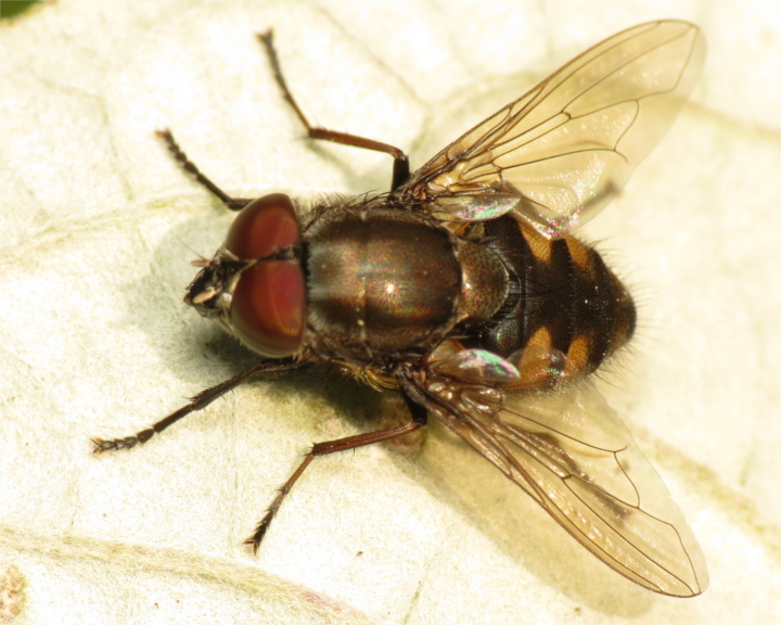 Stomorhina lunata male 20151002-4732 Copyright: Phil Collins