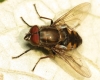 Stomorhina lunata male 20151002-4732