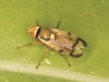 Urophora stylata