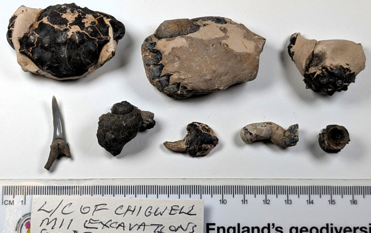 Chigwell Fossil Crabs etc  London Clay Copyright: Mike Daniels Collection