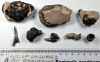 Chigwell Fossil Crabs etc  London Clay 