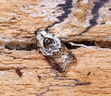 acleris variegana 3 Copyright: Ben Sale