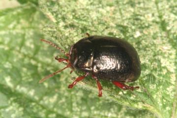 Chrysolina banksi Copyright: Peter Harvey