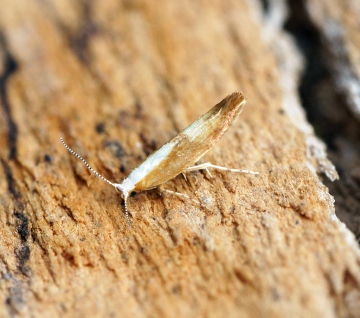 Argyresthia semitestacella Copyright: Ben Sale