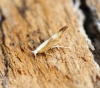 Argyresthia semitestacella Copyright: Ben Sale