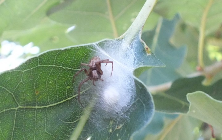 Philodromus cespitum 2 Copyright: Peter Pearson