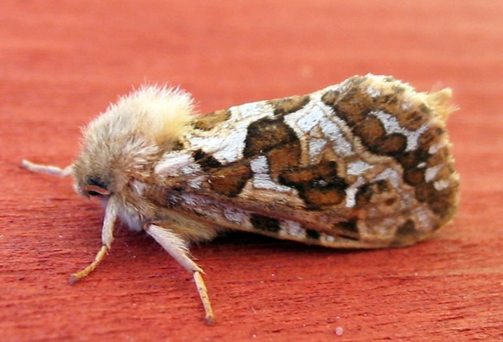 Map-winged Swift Copyright: Ben Sale