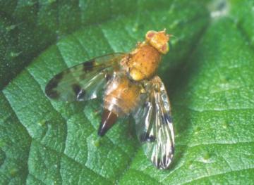 Xyphosia miliaria
