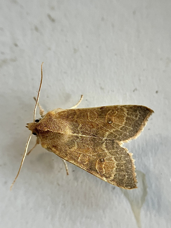 Pale-lemon Sallow 2025 Copyright: Jonathan Norgate