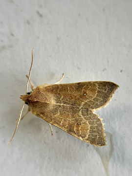 Pale-lemon Sallow 2025 Copyright: Jonathan Norgate