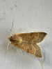 Pale-lemon Sallow 2025 