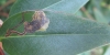 Ectoedemia septembrella Leafmine. 