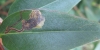 Ectoedemia septembrella Leafmine.