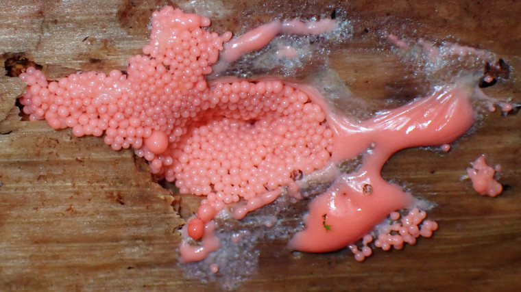 Arcyria ferruginea Copyright: Raymond Small