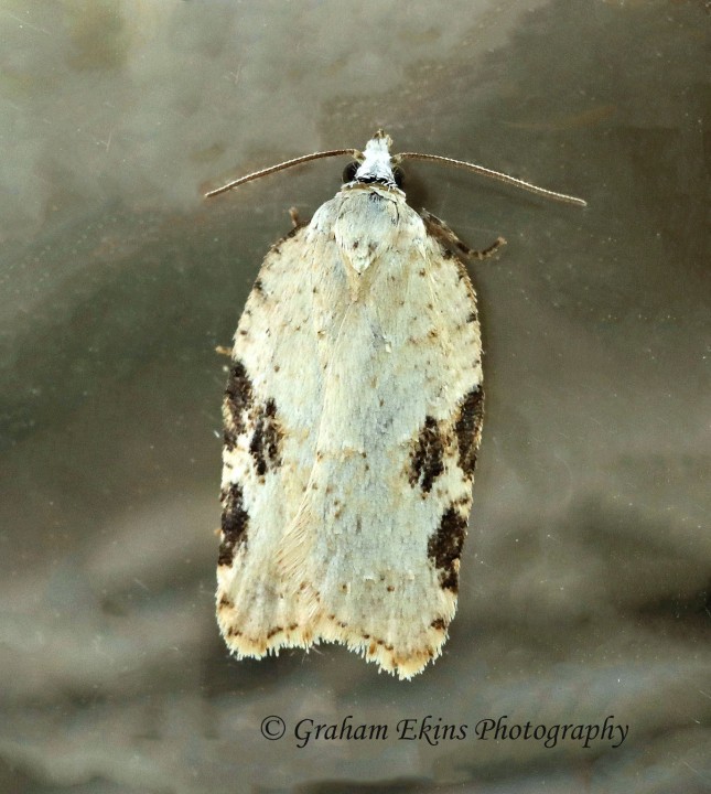 Acleris kochiella GD  2 Copyright: Graham Ekins