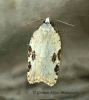 Acleris kochiella GD  2