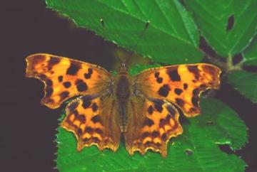 Polygonia c-album Copyright: Peter Harvey