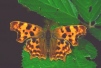 Polygonia c-album