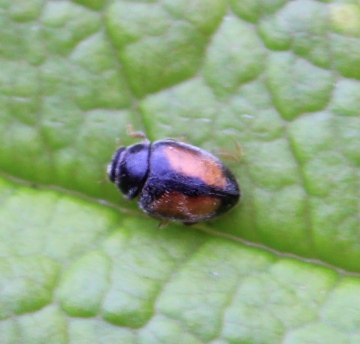 Nephus redtenbacheri Copyright: Yvonne Couch