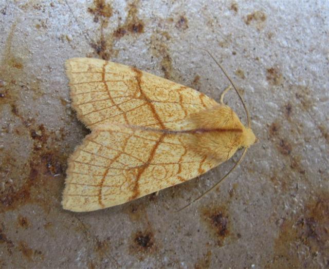 Orange Sallow Copyright: Stephen Rolls